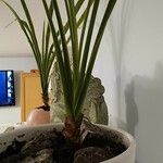 Sansevieria stuckyiLehti