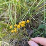 Bupleurum alpigenum 花