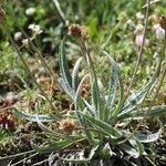 Plantago nivalis Hábitos