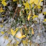 Jasminum nudiflorum Bark