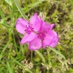 Tradescantia occidentalis Flor