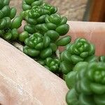 Sedum oreganum Ліст