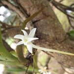 Cyrtorchis ringens Flower