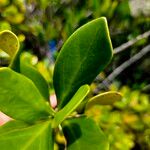 Lumnitzera racemosa Leaf