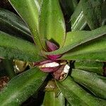 Tradescantia spathacea ഇല