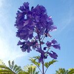 Jacaranda mimosifolia 花