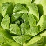 Haworthia cooperi Blatt