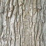 Populus nigra Rinde
