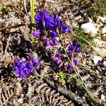 Polygala microphylla Fiore