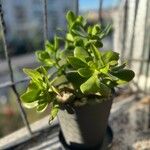 Sedum praealtum List