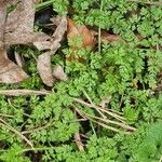 Anthriscus caucalis Leaf