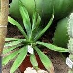 Agave obscura