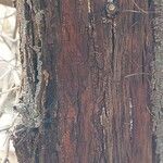 Vachellia nilotica Bark