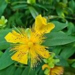 Hypericum calycinumVirág