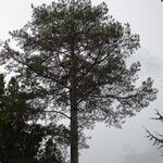 Pinus resinosa Outro