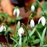 Galanthus plicatus ᱥᱟᱠᱟᱢ