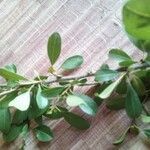 Rhamnus prinoides Leaf
