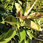 Ficus elastica List