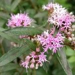 Vernonia noveboracensis Flower