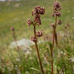 Valeriana celtica Elinympäristö