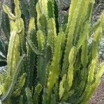 Euphorbia deightonii