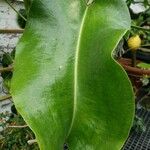 Nepenthes truncata Liść