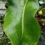 Nepenthes truncata Лист