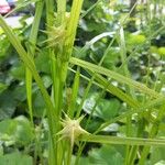 Carex grayi Fruit