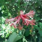Hibiscus schizopetalus Virág