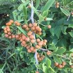 Gymnosporia buxifolia Fruit