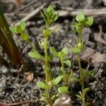 Lysimachia minima Habit