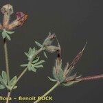 Lotus maroccanus Otro