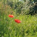 Papaver setiferumFlor