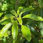 Pittosporum undulatum Ліст