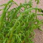 Salicornia europaea Blatt