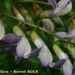 Vicia sylvatica Fleur