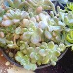 Sedum mendozae叶