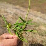 Leucas aspera Blad