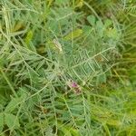 Vicia monantha Habitus