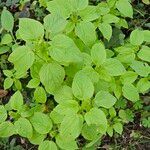 Acalypha setosa Blad