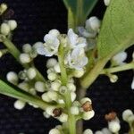 Ilex affinis Flower