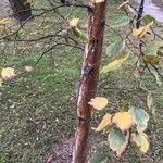 Betula celtiberica 樹皮