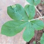 Cleome gynandra Leaf