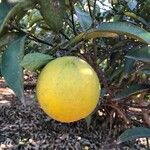 Citrus × aurantium Fruto