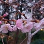 Prunus × subhirtella Λουλούδι