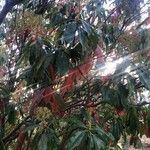 Photinia serratifolia Leaf