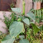 Datura innoxia Folha