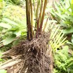 Pteris similis Beste bat