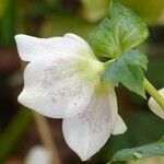 Helleborus orientalis Folla