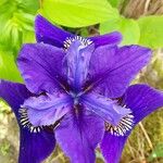 Iris sibirica Flower